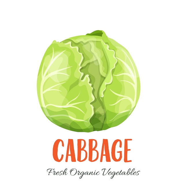 Detail Cabbage Vector Nomer 49