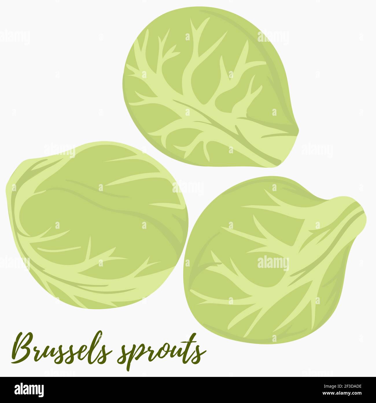 Detail Cabbage Vector Nomer 50