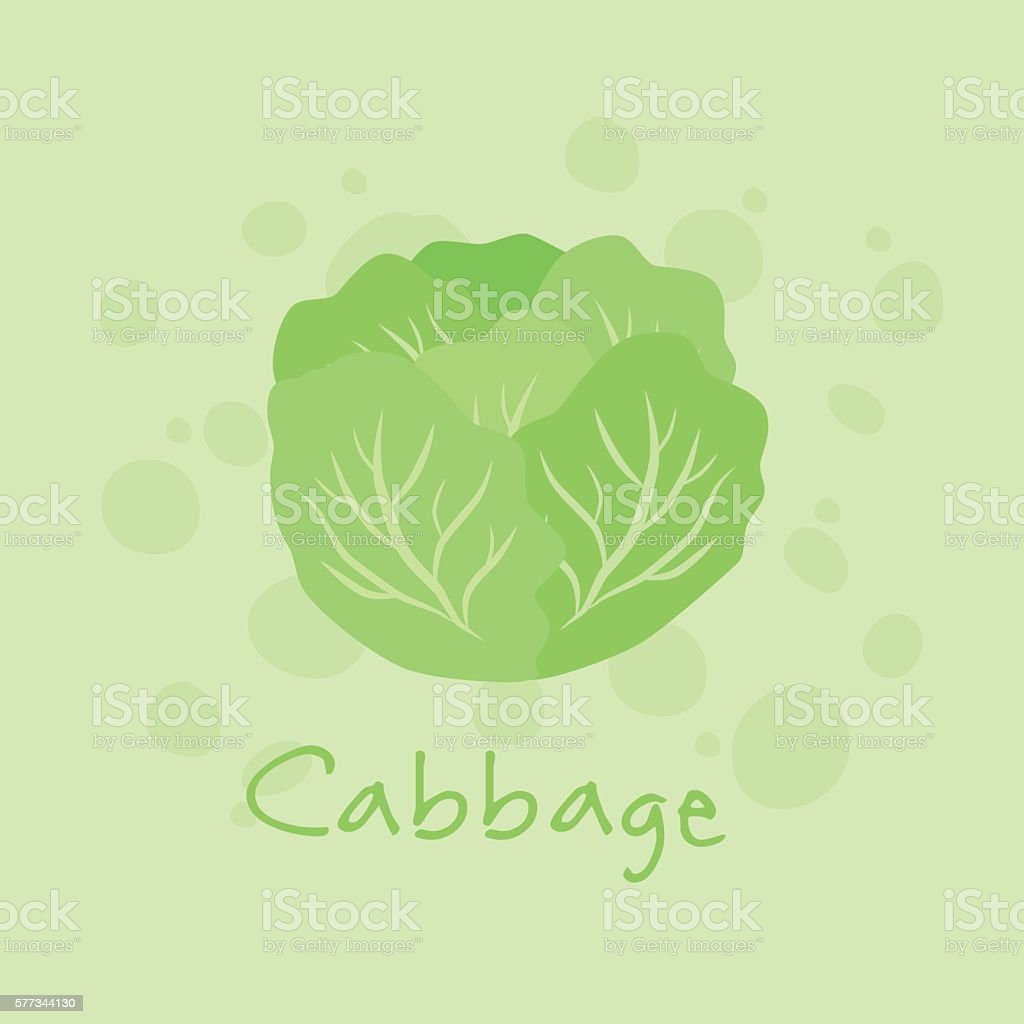 Detail Cabbage Vector Nomer 51
