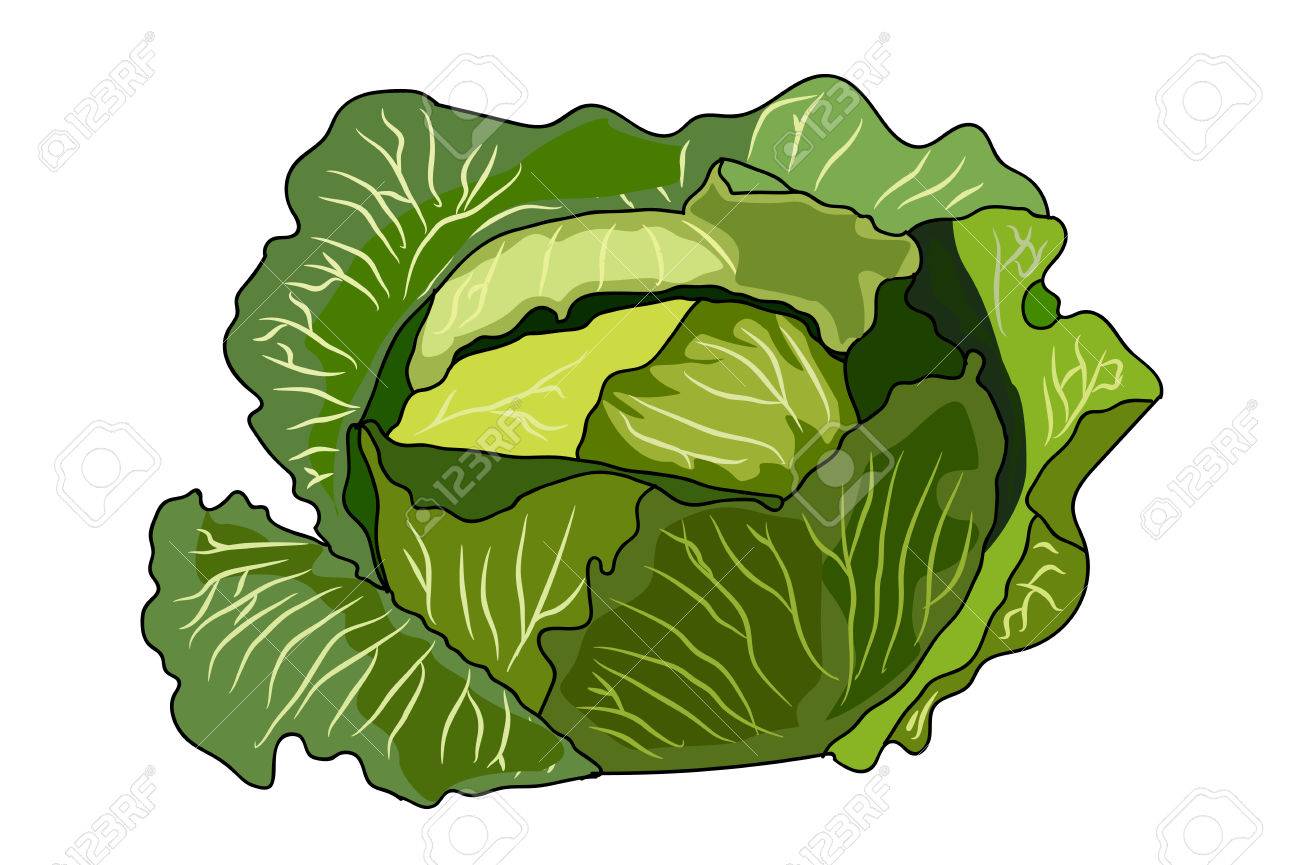 Detail Cabbage Vector Nomer 52