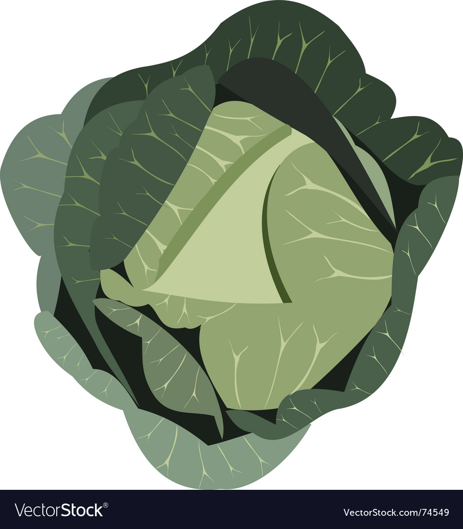 Detail Cabbage Vector Nomer 53
