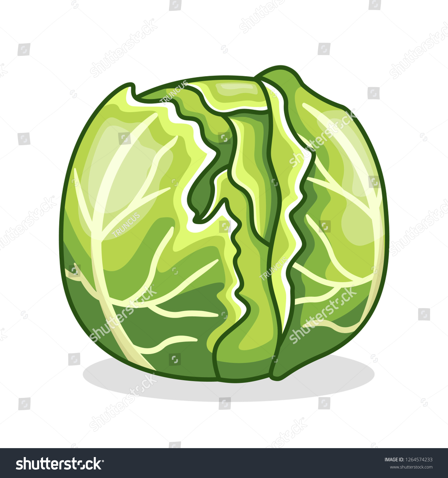 Detail Cabbage Vector Nomer 56
