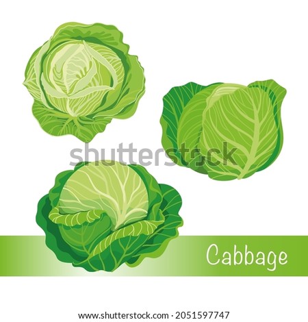 Detail Cabbage Vector Nomer 57