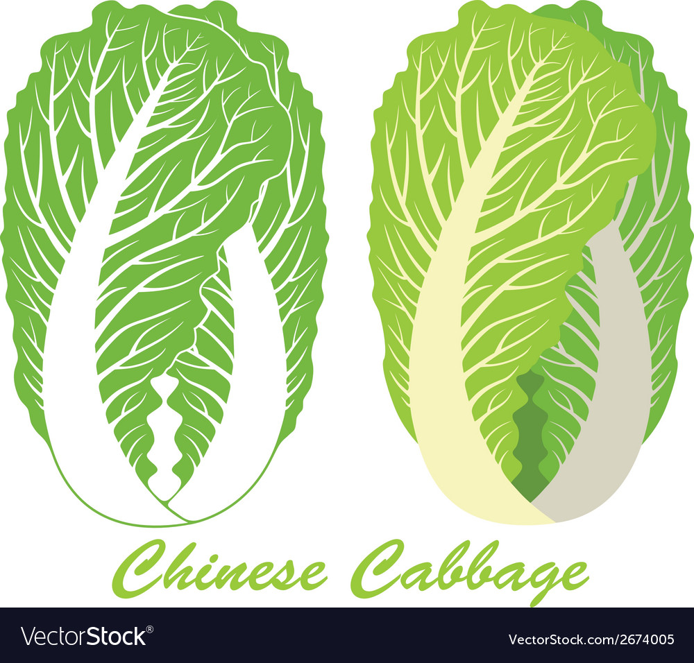Detail Cabbage Vector Nomer 58