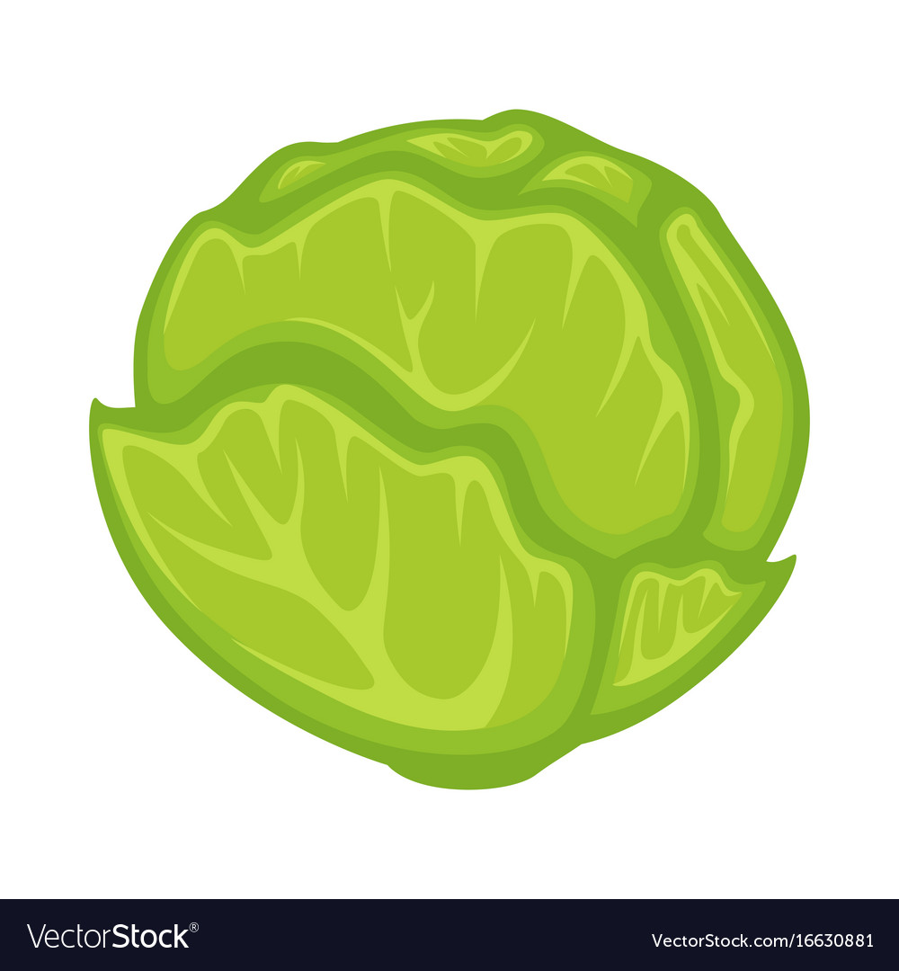 Detail Cabbage Vector Nomer 7