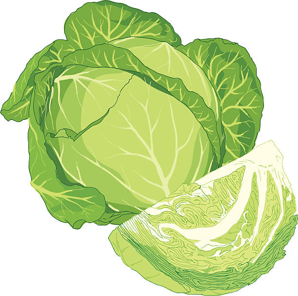 Detail Cabbage Vector Nomer 8