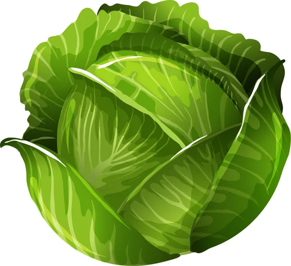 Detail Cabbage Vector Nomer 9