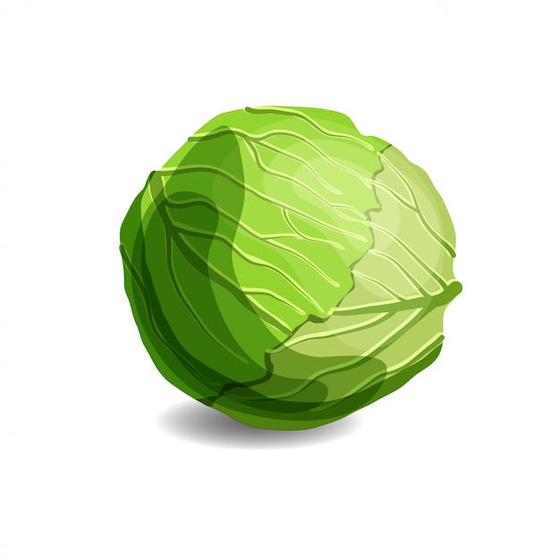 Detail Cabbage Vector Nomer 10