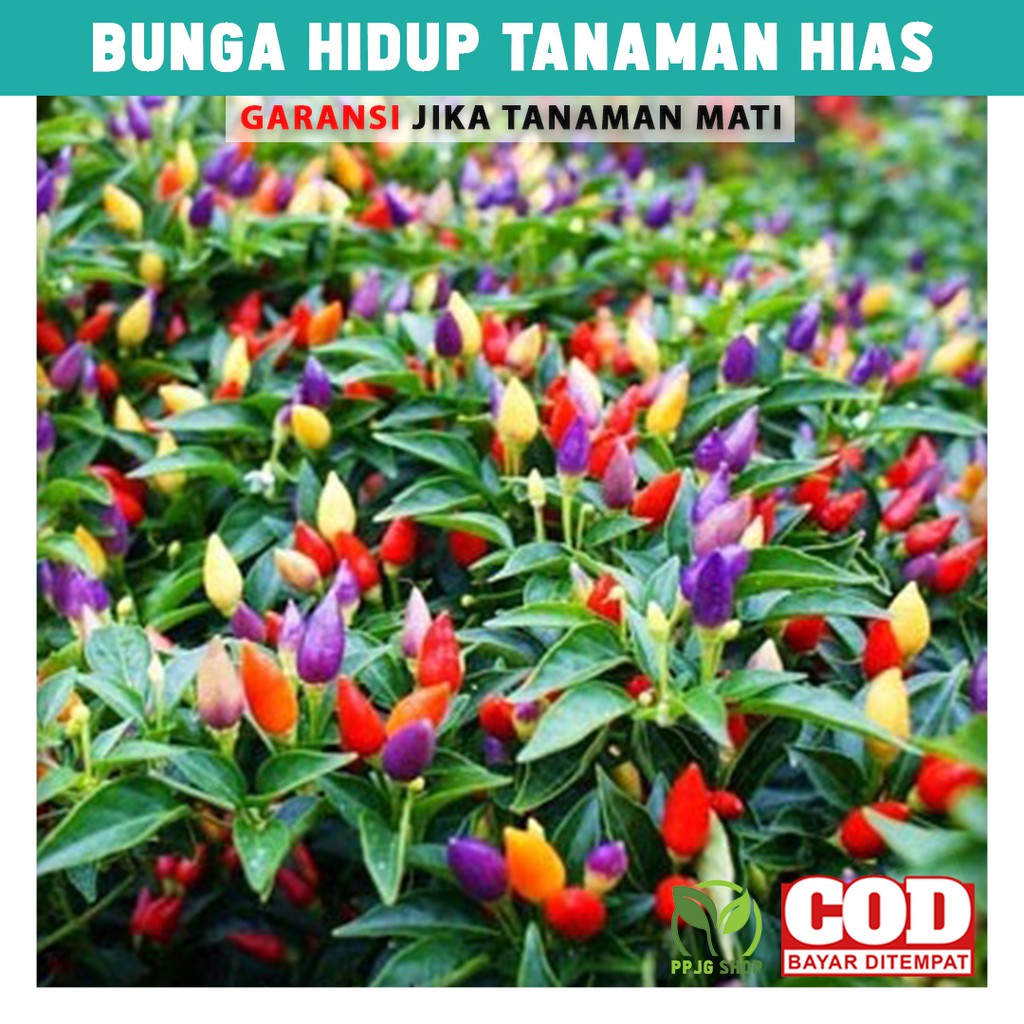 Detail Cabe Hias Warna Warni Nomer 30