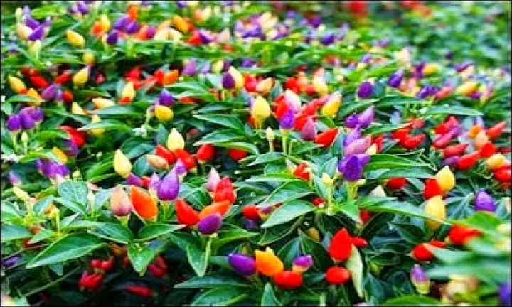 Detail Cabe Warna Warni Nomer 15
