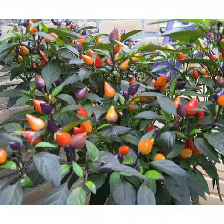 Detail Cabe Warna Warni Nomer 44