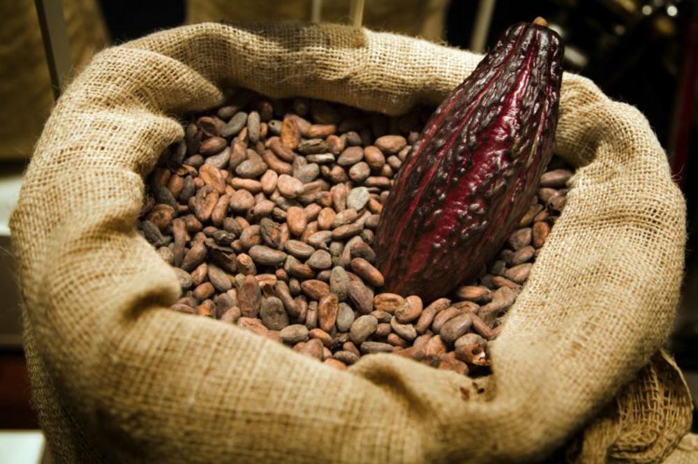 Detail Cacao Images Nomer 26