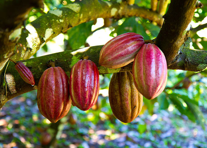 Detail Cacao Images Nomer 51