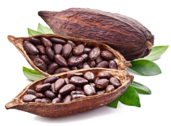 Detail Cacao Png Nomer 21