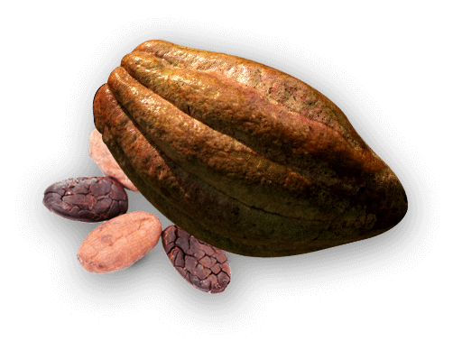 Detail Cacao Png Nomer 22