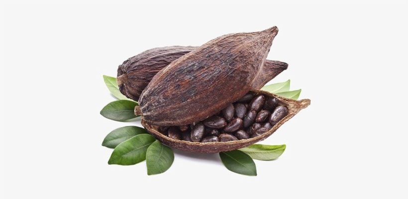 Detail Cacao Png Nomer 23