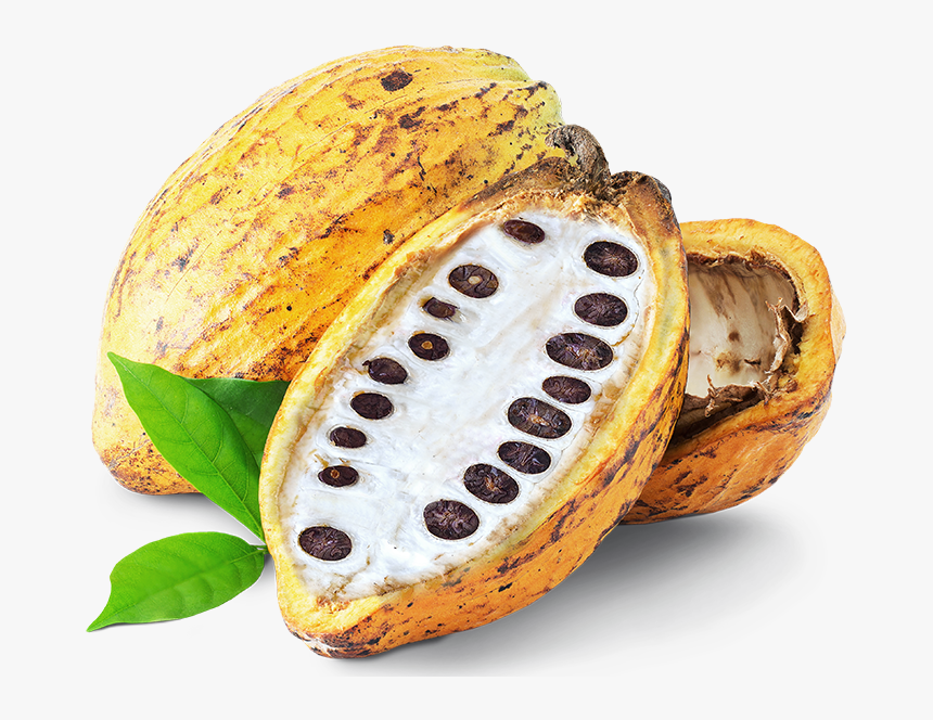 Detail Cacao Png Nomer 40