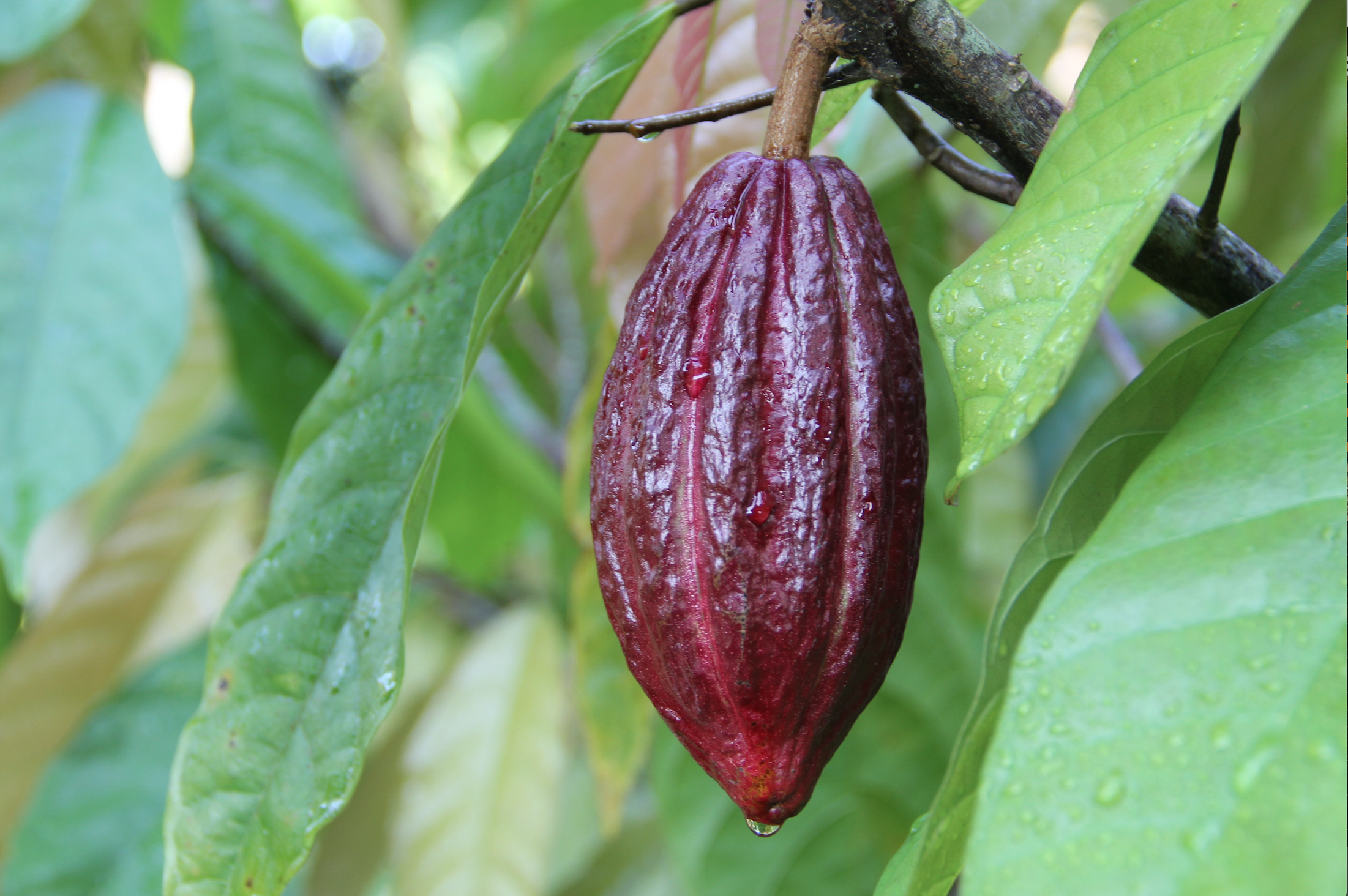 Detail Cacao Png Nomer 46