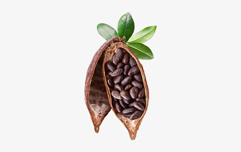 Detail Cacao Png Nomer 48