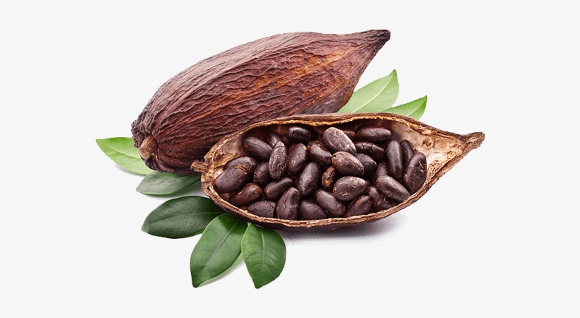 Detail Cacao Png Nomer 6