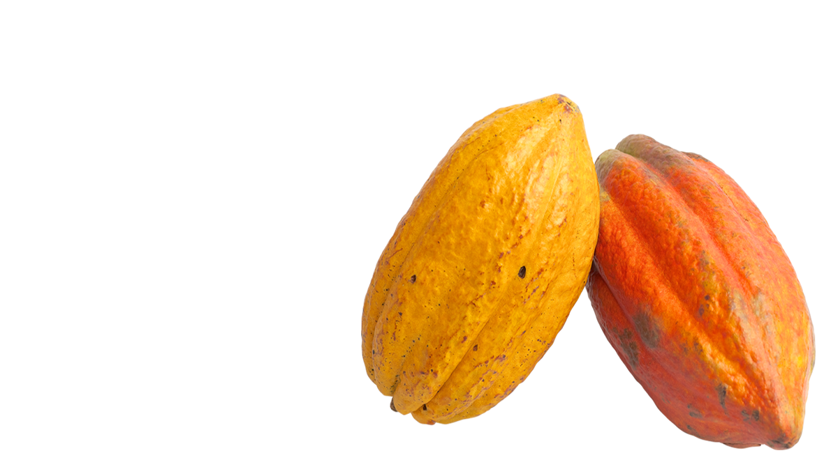 Detail Cacao Png Nomer 50