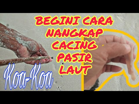 Detail Cacing Pasir Laut Nomer 33