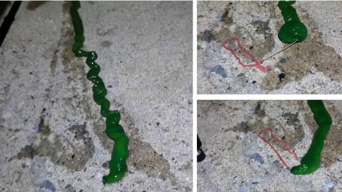 Detail Cacing Warna Hijau Nomer 4