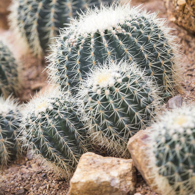 Detail Cacti Images Nomer 23