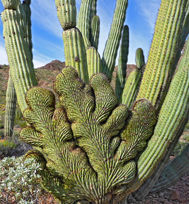 Detail Cacti Images Nomer 25