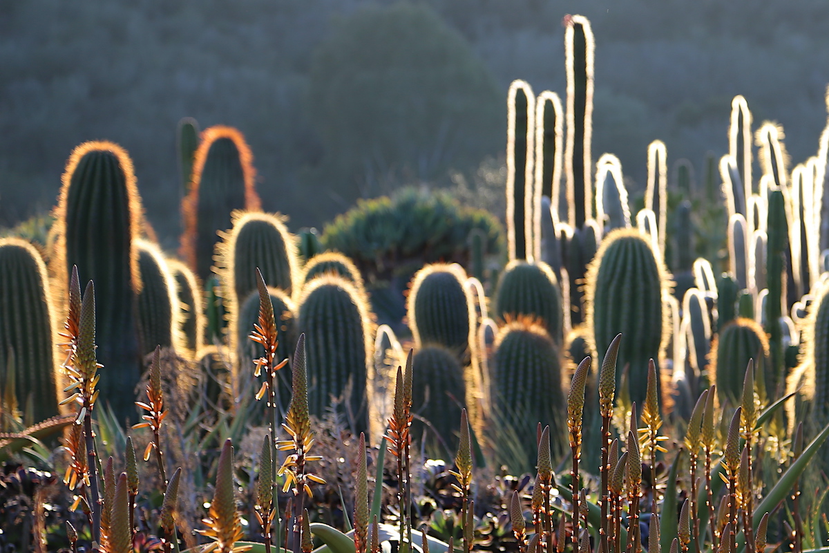 Detail Cacti Images Nomer 28