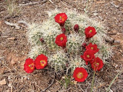 Detail Cacti Images Nomer 49