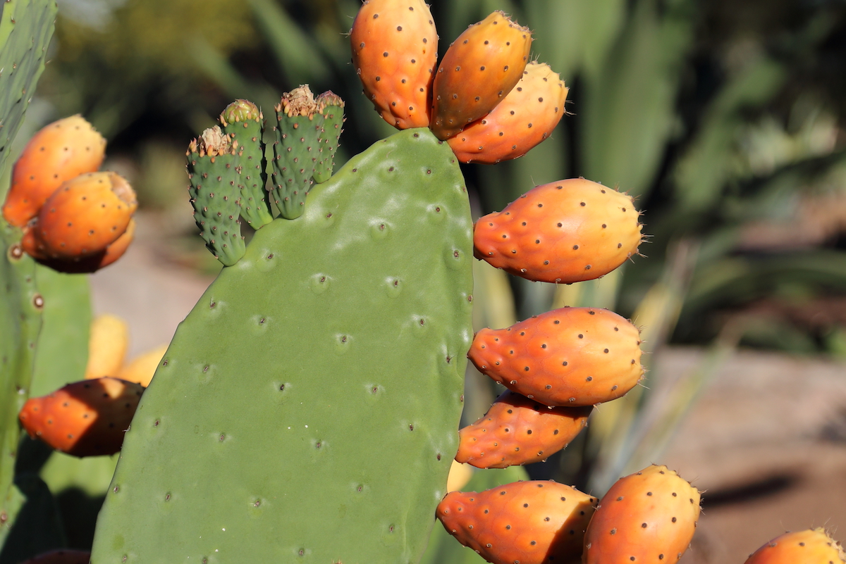 Detail Cacti Picture Nomer 56