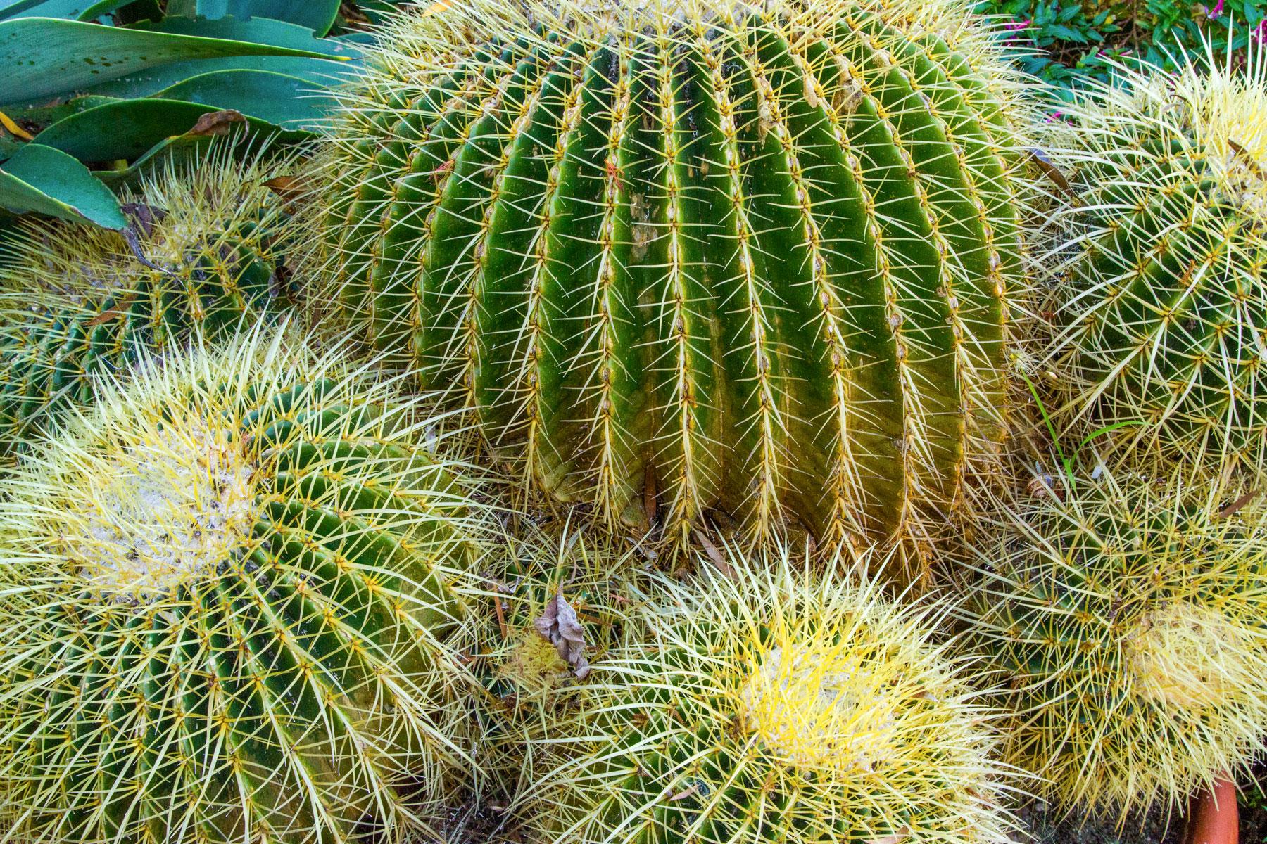 Detail Cacti Picture Nomer 7