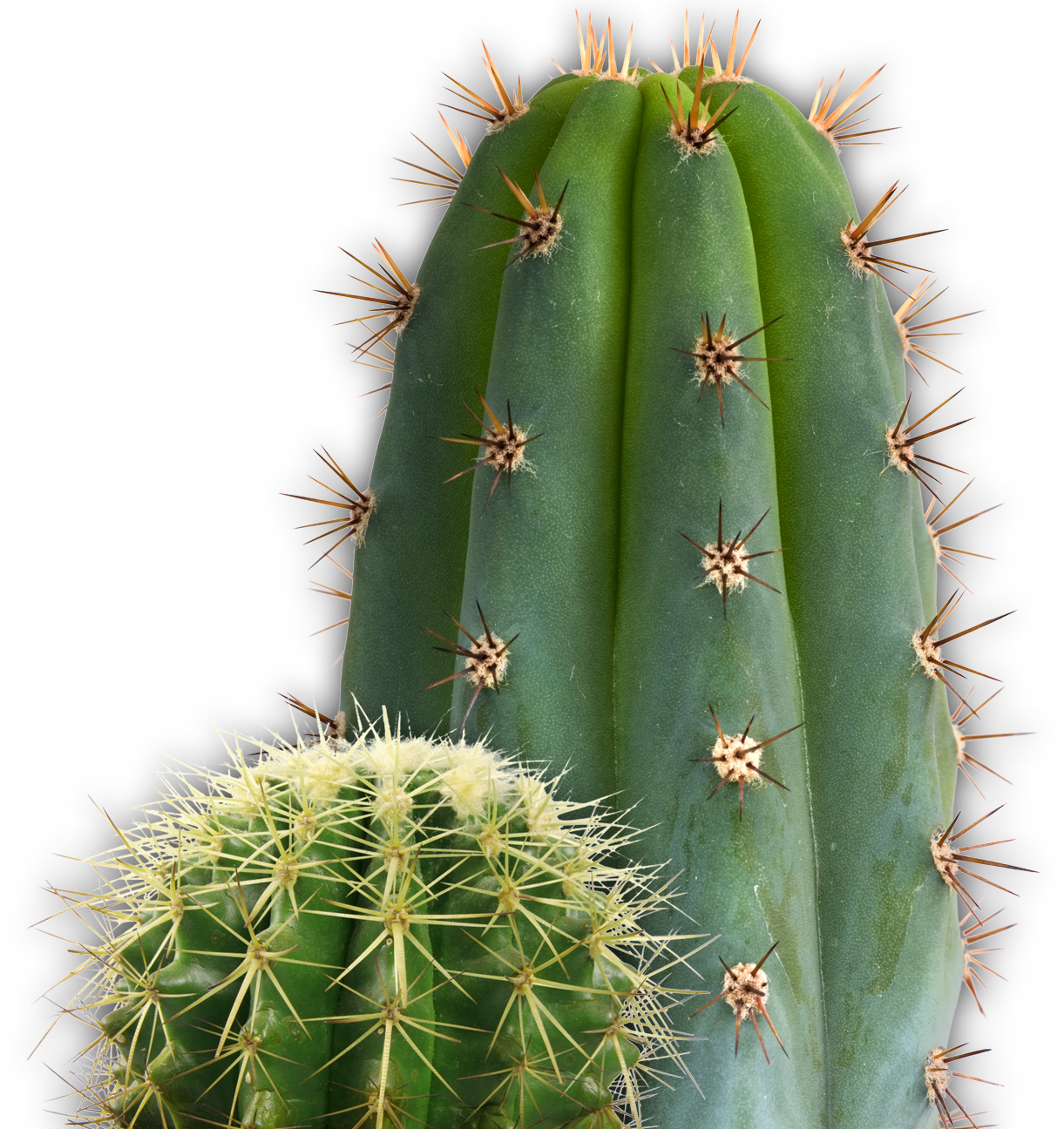 Detail Cacti Png Nomer 11