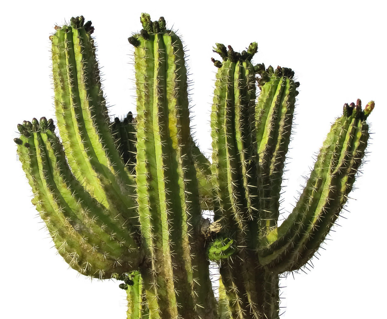 Detail Cacti Png Nomer 4