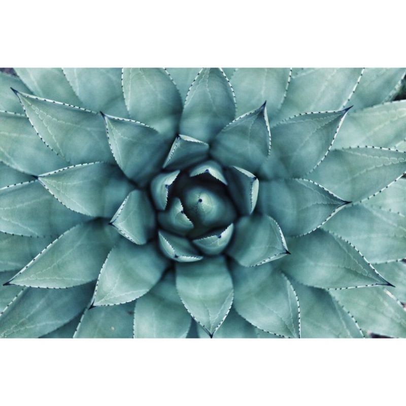 Detail Cactus And Sunflower Wallpaper Nomer 36