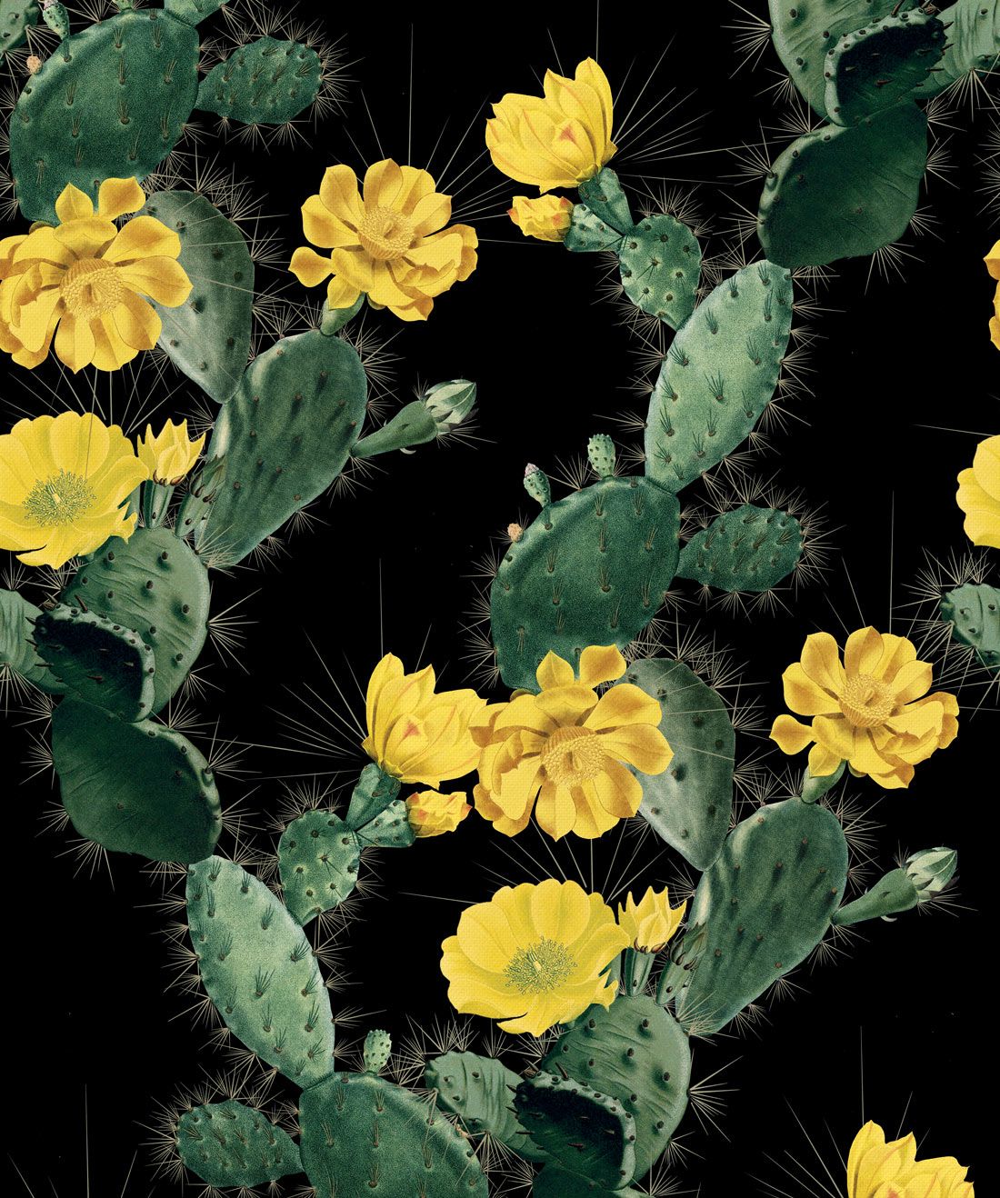 Detail Cactus And Sunflower Wallpaper Nomer 5