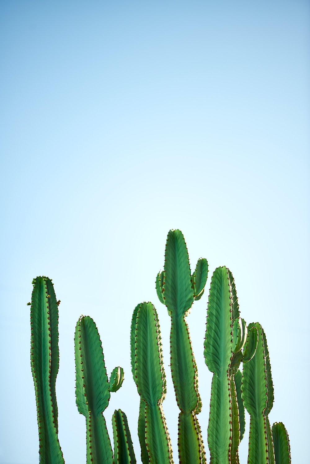 Detail Cactus Background Free Nomer 16