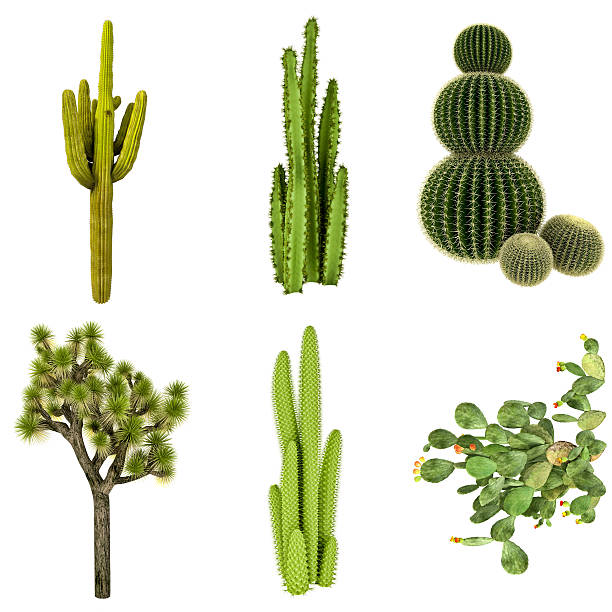 Detail Cactus Background Free Nomer 36