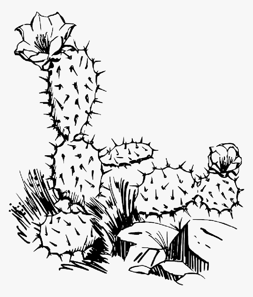 Detail Cactus Black And White Clipart Nomer 27