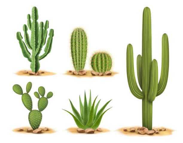 Detail Cactus Clip Art Free Nomer 28