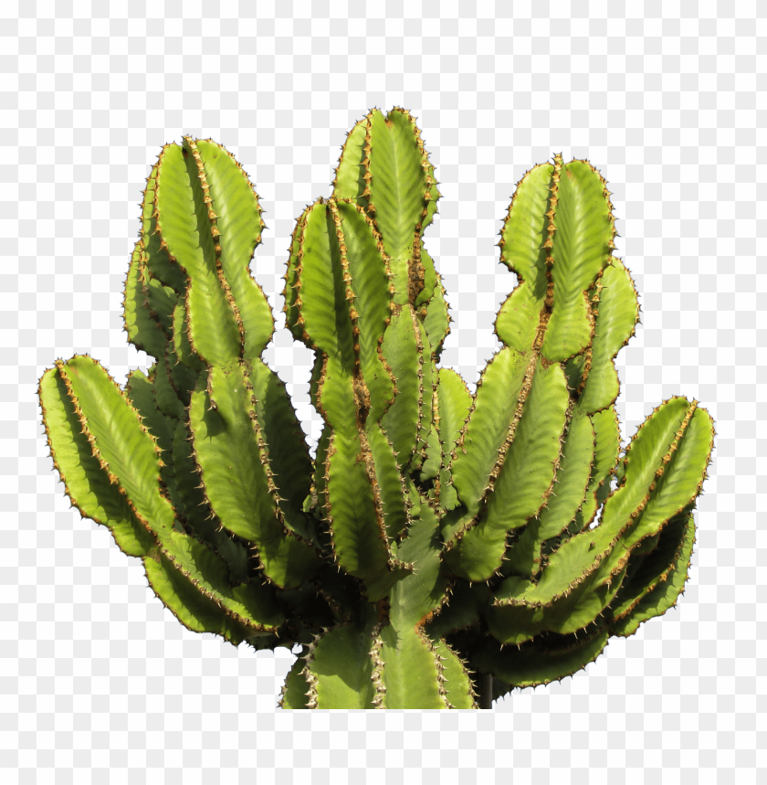 Detail Cactus Clipart Png Nomer 53