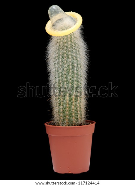 Cactus Condom - KibrisPDR