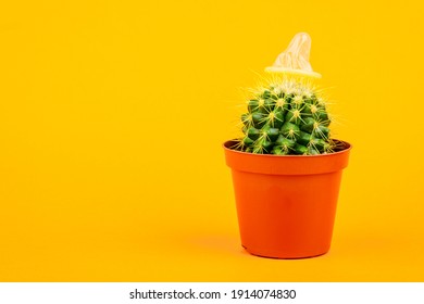 Detail Cactus Condom Nomer 13