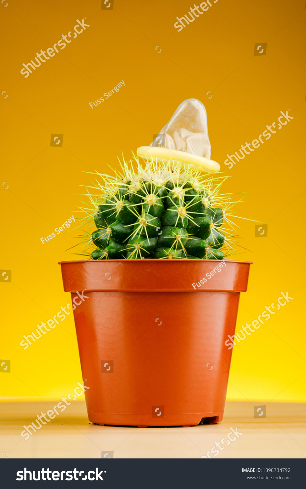 Detail Cactus Condom Nomer 14