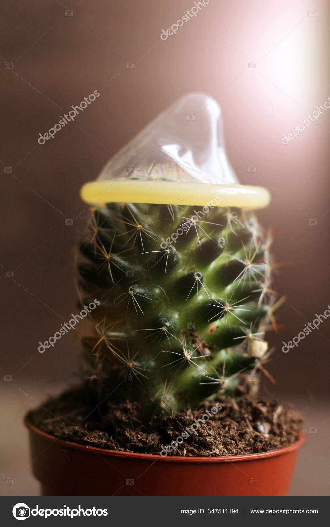 Detail Cactus Condom Nomer 16