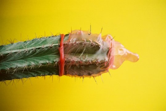 Detail Cactus Condom Nomer 20