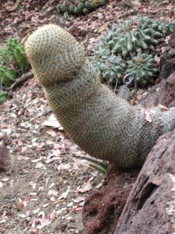 Detail Cactus Condom Nomer 21