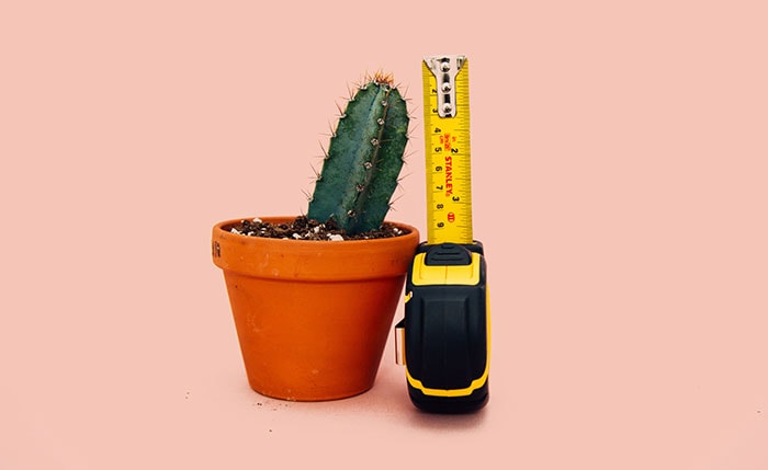 Detail Cactus Condom Nomer 25