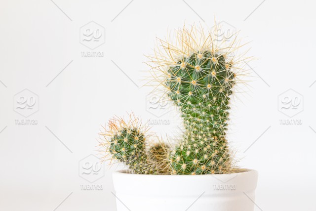 Detail Cactus Condom Nomer 26